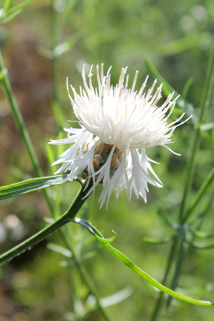 Campi Flegrei - Centaurea deusta